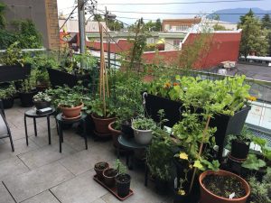 potted plants outside